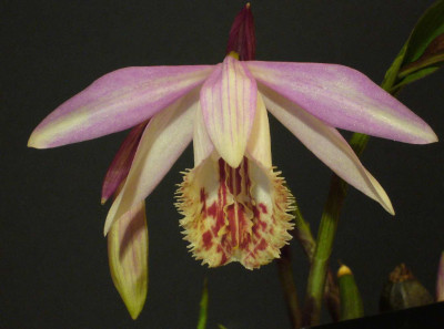 Pleione_Santorini_2a_1500x1000_80KB.jpg
