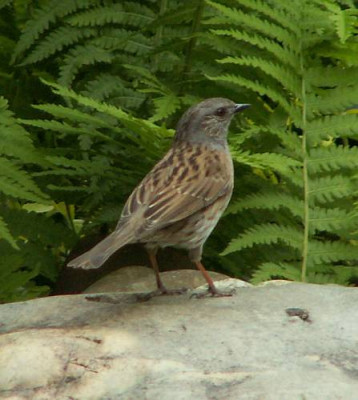 Prunella_modularis_-_Heckenbraunelle_13.jpg