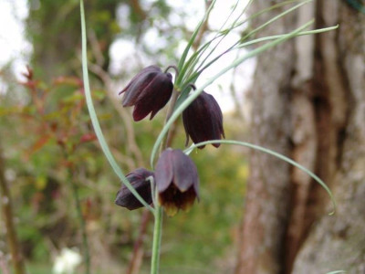 April_2008_Fritt._ruthenica._JPG.jpg