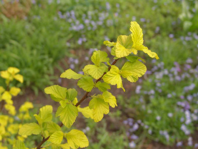 Physocarpus_opulifolius_Darts_Gold.jpg