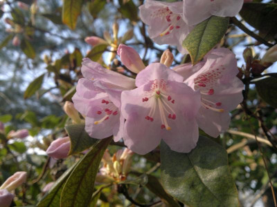 120420123200R.rubiginosum_SBEC0121_-_Kopie.jpg