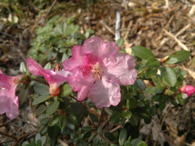 120420123201R._dendrocharis_Glendoick_Gem_-_Kopie.jpg