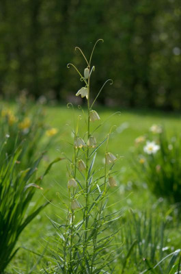 Fritillaria-De-Boschhoeve-Apr1212.jpg