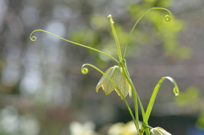 Fritillaria-De-Boschhoeve-Apr1212-2.jpg