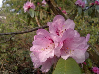 120420123204R.floribundum_HM1497_-_Kopie.jpg