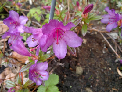 120420123207R._imperator_CC_7530_-_Kopie.jpg