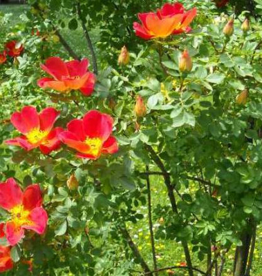 R._foetida_Bicolor__a.jpg