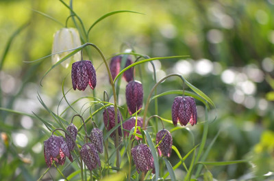 F-meleagris-Apr1112.jpg