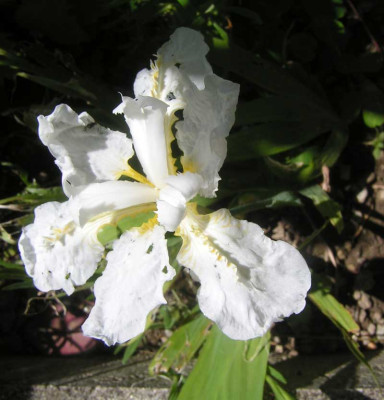 Iris_sp.jpg