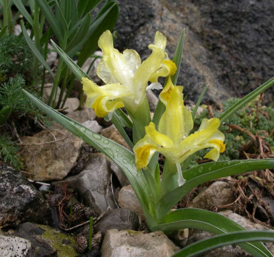 comp_Iris_bucharica_13.04.12.jpg