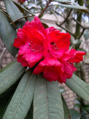 130420123222R.arboreum_ssp.cinnamoneum_var.roseum_ARS_Sel.265_-_Kopie.jpg
