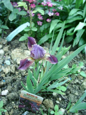 Iris_barbata_nana_kirschgarten_4.jpg