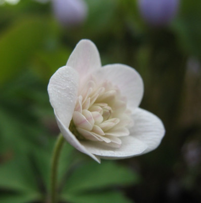 IMG_5328_Anemone_nemorosa_Thekla.jpg