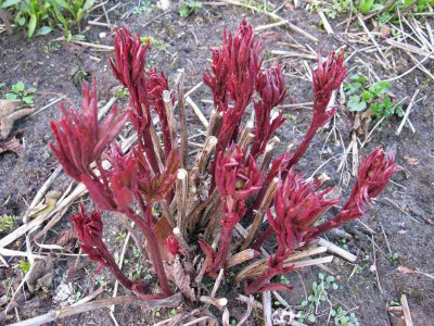Paeonia_lactiflora_Austrieb_Gartenpur.jpg