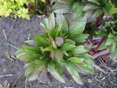 Paeonia_officinalis_Rubra_Plena_Austrieb_Gartenpur.JPG