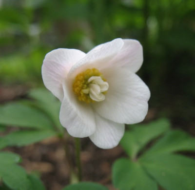 IMG_5332_Anemone_nemorosa_White_Cup.jpg