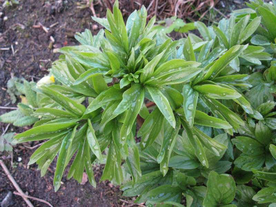 Paeonia_peregrina_Gartenpur.JPG
