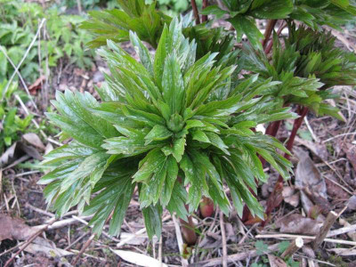 Paeonia_Illinii_Warrior_Gartenpur.JPG