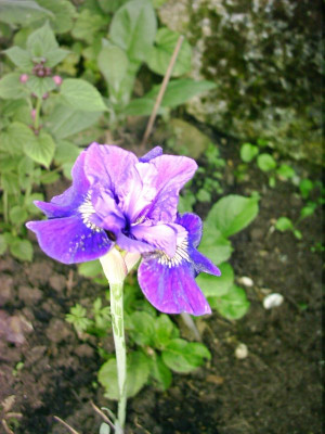 Iris_sibirica-rufflet_velfet_3.jpg