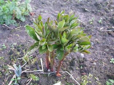 Paeonia_Red_Charm.JPG