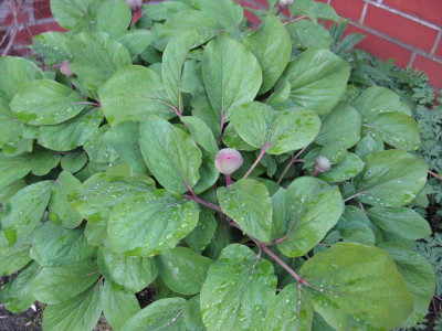 Paeonia_daurica_Gartenpur.JPG