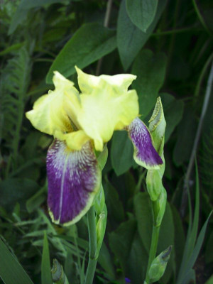 Iris_barbata_1.jpg