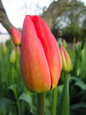 tulpen3.jpg