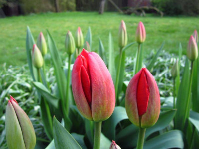 tulpen2.jpg