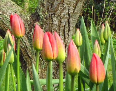 brulltulpen.jpg