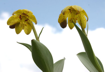 IMG_6577_eFritillaria_glauca_Sunray.JPG