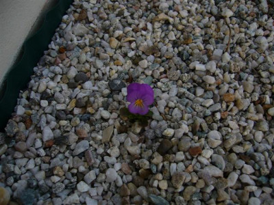 P1010881_Small.JPG