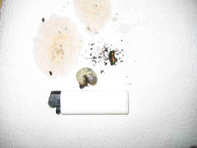 kaferlarvenunbekannt021.jpg