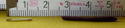 trillium4.jpg