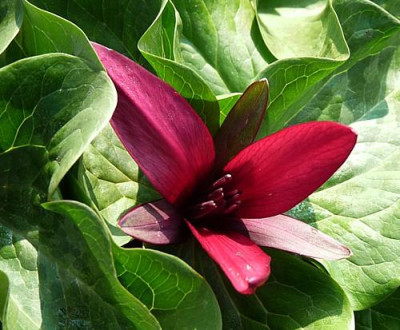 trillium5.jpg