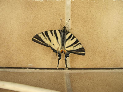 Segelfalter_14.4.2012.jpg
