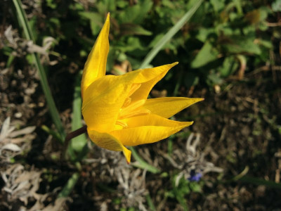 tulipa-sylvestris_2012_zg.jpg