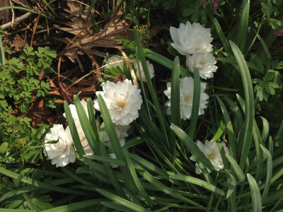 sanguinaria-canadensis-flore-plena_cf_mulitiplex_2012_zg.jpg