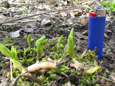 Uberwinterungsknospe_Gartenpur.jpg