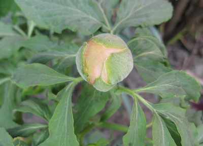 Blutenknospe__Gartenpur.jpg