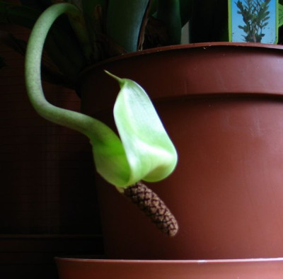 Zamioculcas_zamiifolia-Blute.jpg