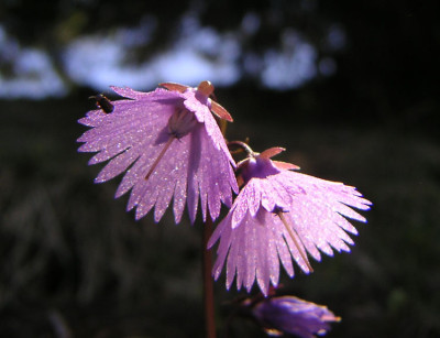 soldanella_alpina_von_lisa.jpg