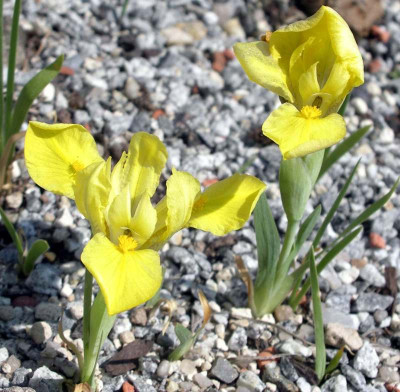 comp_Iris_humilis_2007-04-29.jpg