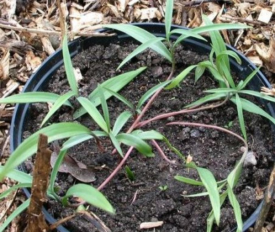 F.thunbergii-ax.jpg