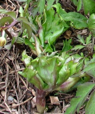 A.nemorosa-vestal-ax.jpg