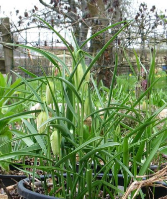 F.meleagris-ax2012a.jpg