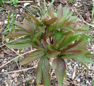 pfingstrose2012ax2.jpg