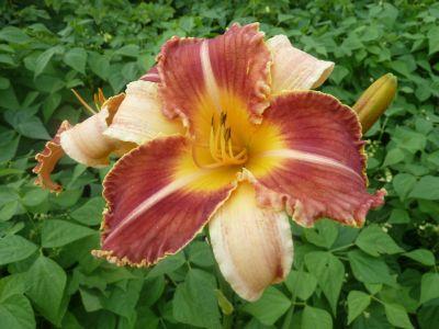 GT11-OP1d_Dragon_Fang__X_Venus_Fly_Trap_P10204101.jpg