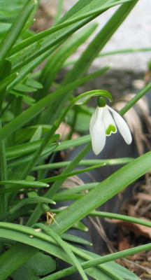Aprilglockchen-ax2012.jpg