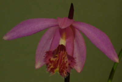 Pleione_Brigadoon_Stonechat_1500x1000_80KB.jpg