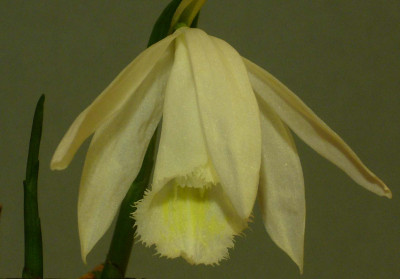 Pleione_formosana_alba_1_1500x1000_80KB.jpg